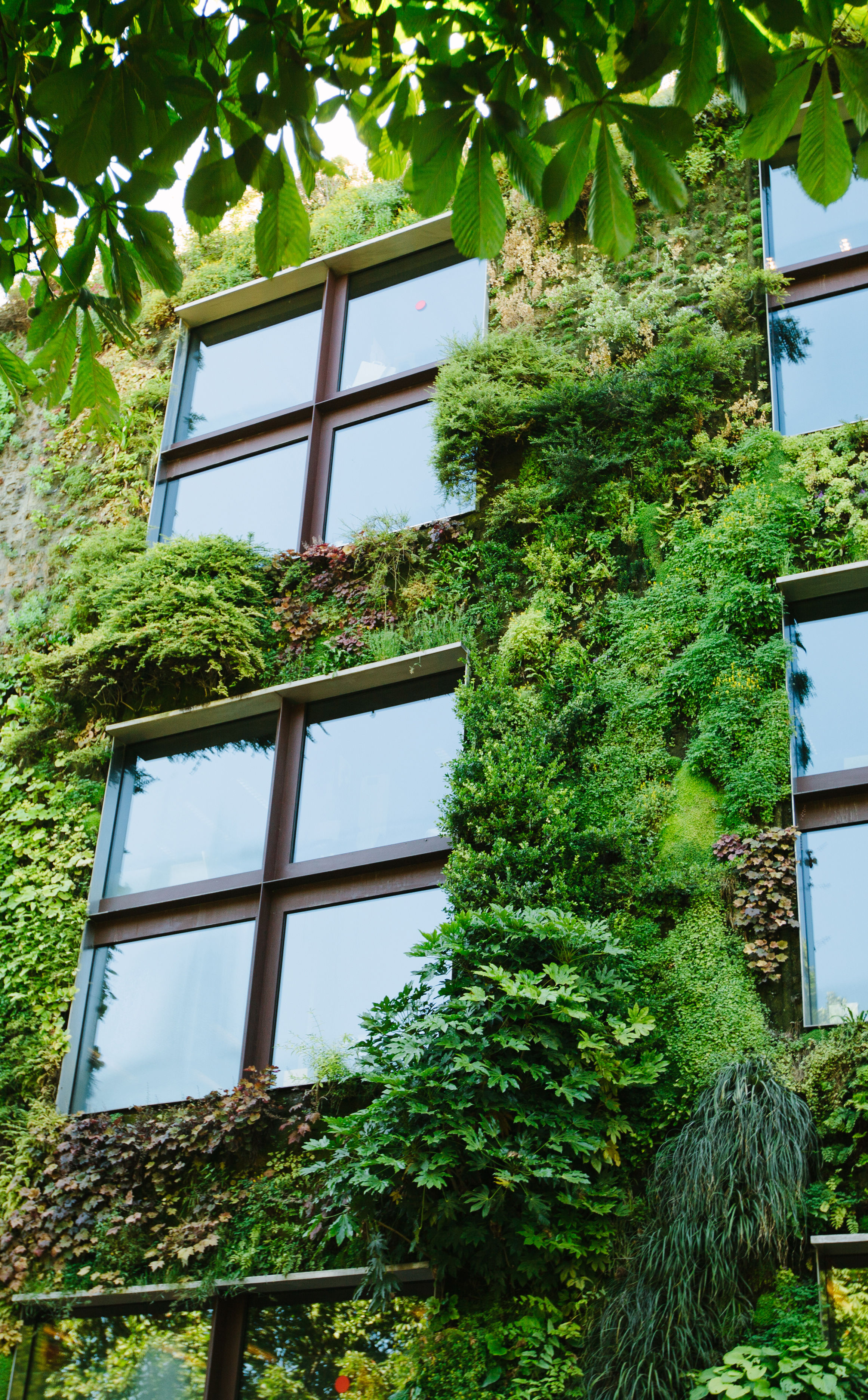 Mit Pflanzen bedeckte Hauswand.